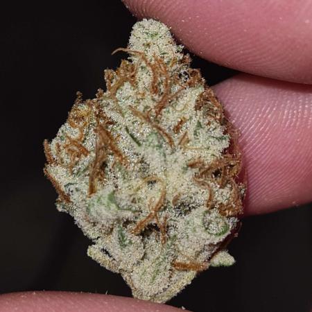 RQS / Sherbet Queen Auto