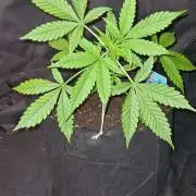 Blue Lobster Auto (Zamnesia Seeds) #1c