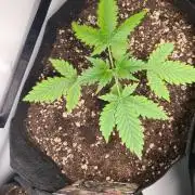 Glitter Bomb Auto (Zamnesia Seeds)