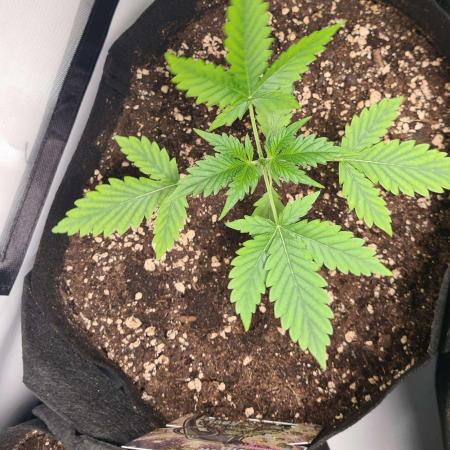 Glitter Bomb Auto (Zamnesia Seeds)