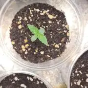 Blue Lobster Auto (Zamnesia Seeds)