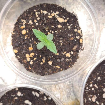 Blue Lobster Auto (Zamnesia Seeds)