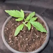 Sticky Beast Auto - CS Reversal