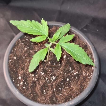 Sticky Beast Auto - CS Reversal