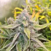 RQS / Green Gelato Auto