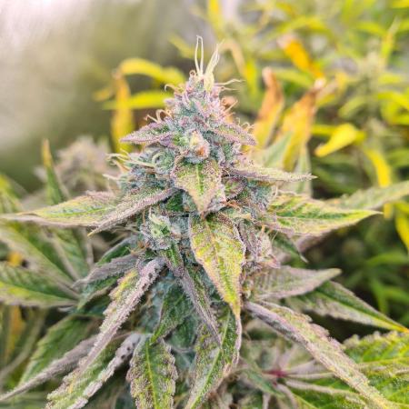 RQS / Green Gelato Auto