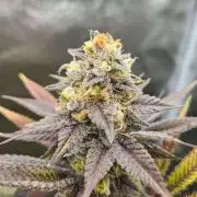 VzH / Citrus Companion EST : 2026