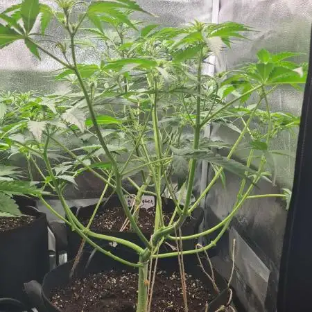 RQS / Sweet,zz Auto