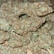 VzH / Citrus Companion