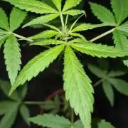 Chem Brulee Auto - CS Reversal