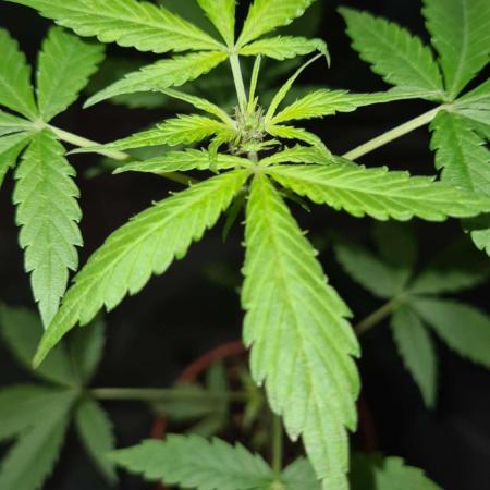 Chem Brulee Auto - CS Reversal