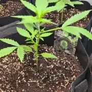 Toad Venom Auto  (Zamnesia Seeds)