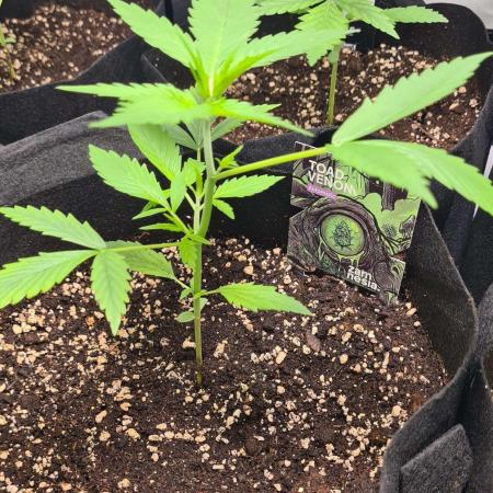 Toad Venom Auto  (Zamnesia Seeds)