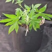 Cap Junky Auto (Zamnesia Seeds)