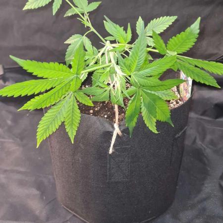 Cap Junky Auto (Zamnesia Seeds)