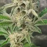 RQS / Sherbet Queen Auto ✔️