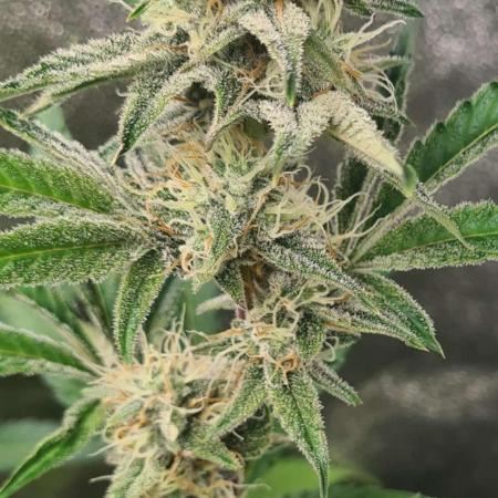 RQS / Sherbet Queen Auto ✔️