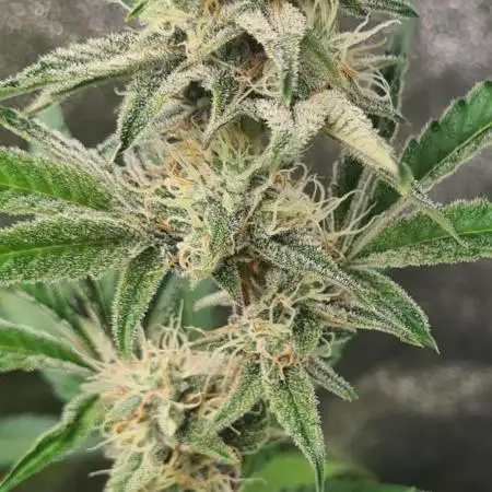 RQS / Sherbet Queen Auto ✔️