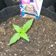 Chem Brulee Auto (Zamnesia Seeds)