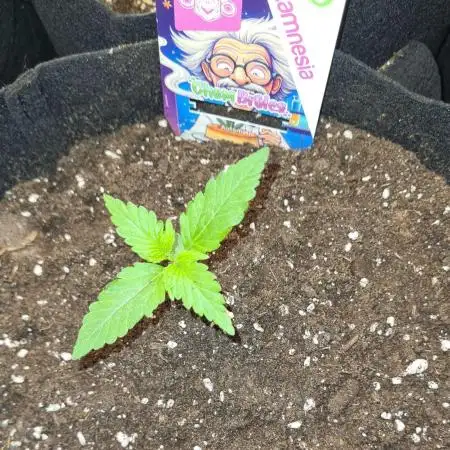 Chem Brulee Auto (Zamnesia Seeds)