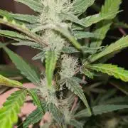 Cap Junky Auto (Zamnesia Seeds) # 1c