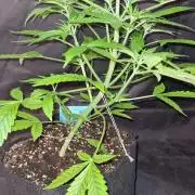 Blue Lobster Auto (Zamnesia Seeds) #1c