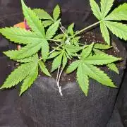 NorthernLightsOG Auto(Zamnesia Seeds)#1c