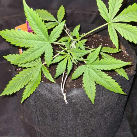 NorthernLightsOG Auto(Zamnesia Seeds)#1c