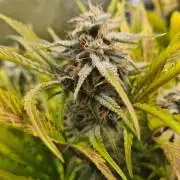 Frosted Zinn Auto x Cookie Dog Auto