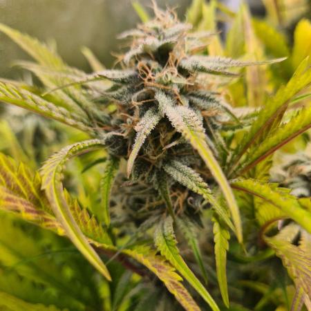 Frosted Zinn Auto x Cookie Dog Auto