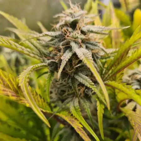 Frosted Zinn Auto x Cookie Dog Auto