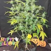 Toad Venom Auto (Zamnesia Seeds)