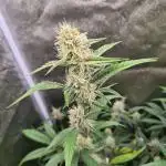 RQS / Sweet,zz Auto ✔️