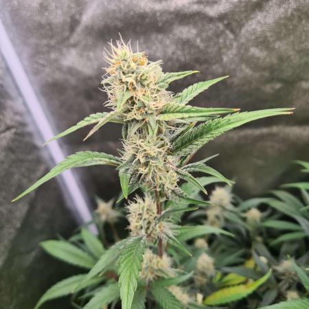 RQS / Sweet,zz Auto ✔️