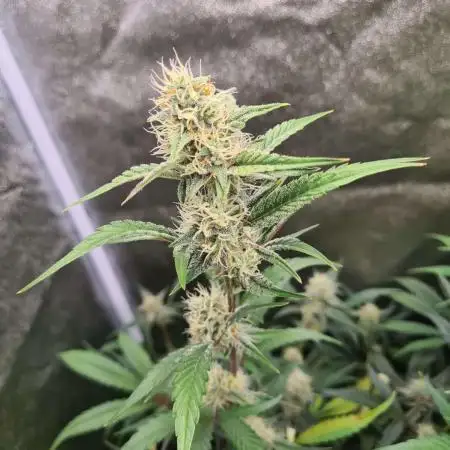 RQS / Sweet,zz Auto ✔️