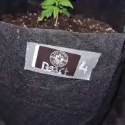 Sticky Beast Auto (Zamnesia Seeds)#4c