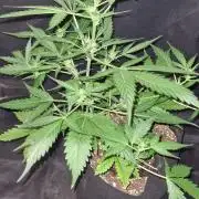 Glitter Bomb Auto (Zamnesia Seeds)