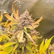 RQS / Triple G Auto ✔️