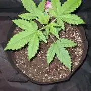 Chem Brulee Auto (Zamnesia Seeds)