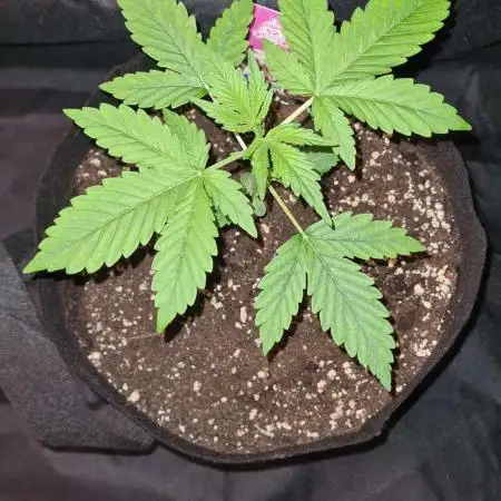 Chem Brulee Auto (Zamnesia Seeds)