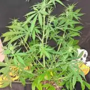 Blue Lobster Auto (Zamnesia Seeds) #1c