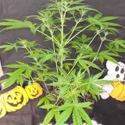 NorthernLightsOG Auto(Zamnesia Seeds)#1c