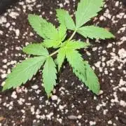 Blue Lobster Auto (Zamnesia Seeds)