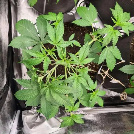 RQS / Sweet,zz Auto