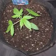 Blue Lobster Auto (Zamnesia Seeds) #1c