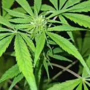 Sticky Beast Auto - CS Reversal