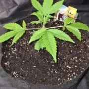 Sticky Beast Auto (Zamnesia Seeds)#4c