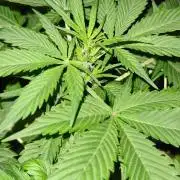 Northern Lights OG Auto (Zamnesia Seeds)