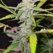 Cap Junky Auto (Zamnesia Seeds) # 1c