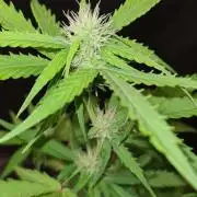 Toad Venom Auto  (Zamnesia Seeds)